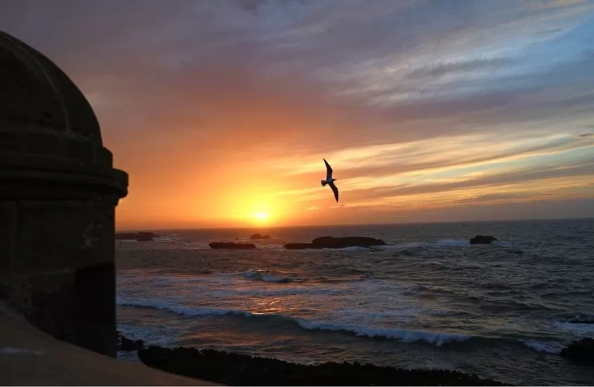 pássaro voando sobre o mar, durante entardecer em essaouira, destino para quem busca o que visitar em marrocos
