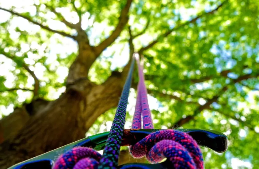 durante o dia, vista de baixo para cima de cordas coloridas penduradas em árvore de parque