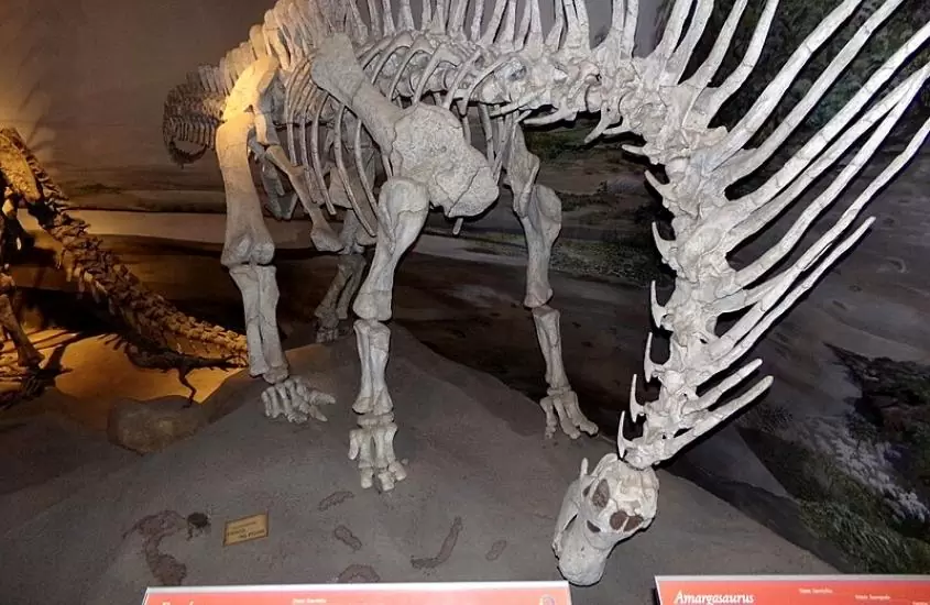fóssil de animal em exposição de museu paleontológico, uma atração para quem busca o que fazer em bariloche