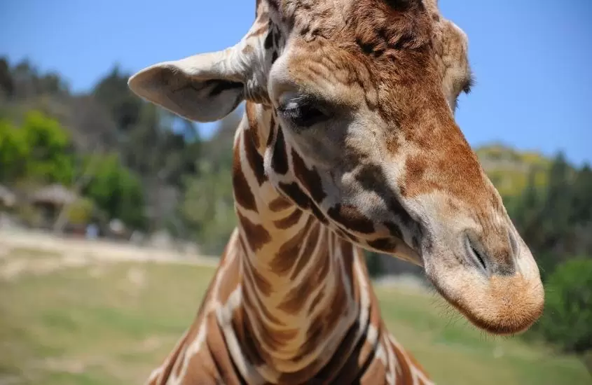 durante o dia, girafa em gramado e zoológico, um dos pontos turísticos de san diego