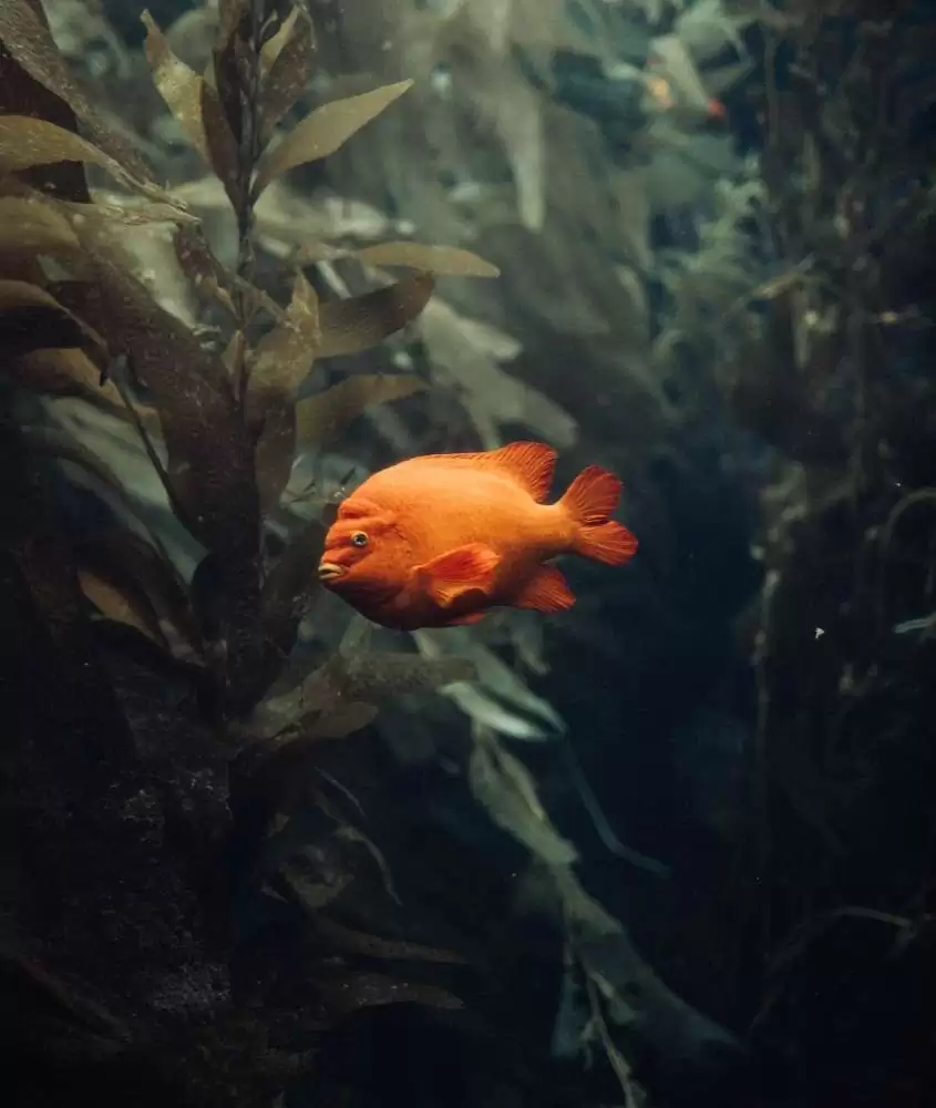 peixe laranja em aquário cheio de plantas