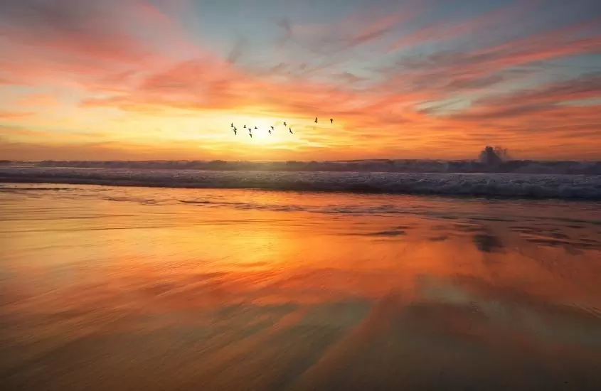 durante entardecer, aves voando sobre o mar em uma das praias em san diego