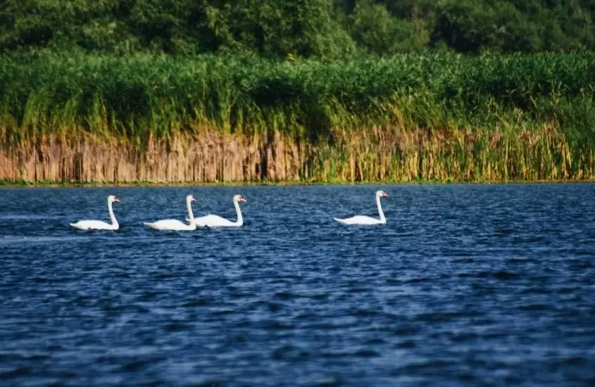 durante o dia, pelicanos nadando no rio danúbio, lugar para quem busca o que fazer na romênia