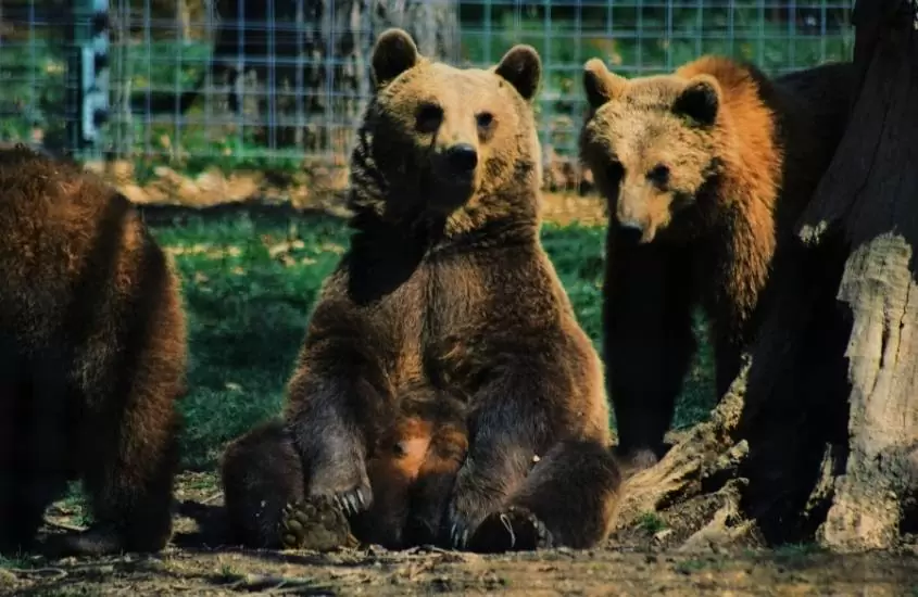 durante o dia, ursos marrons sentados em gramado