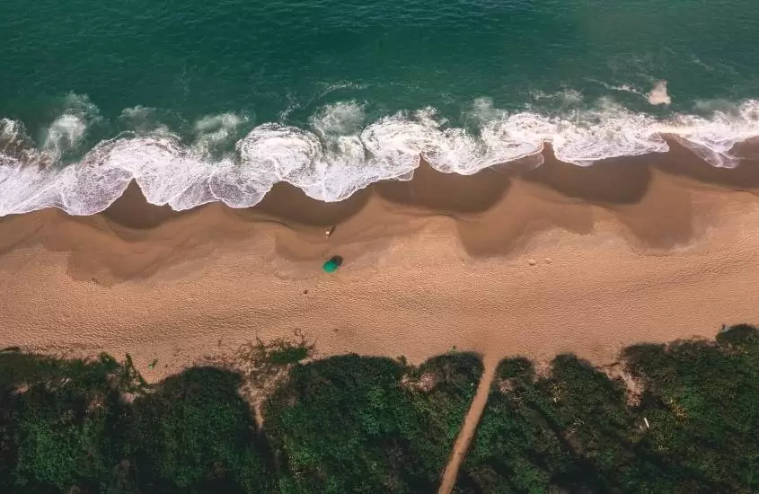 durante o dia, vista aérea de árvores em frente a areia e mar