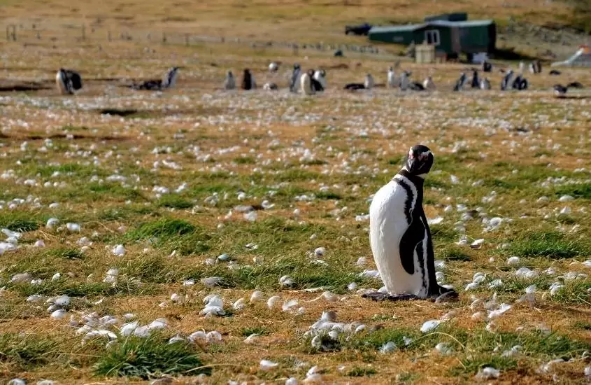 durante o dia, diversos pinguins em área verde de punta arenas, destino para um roteiro chile 7 dias