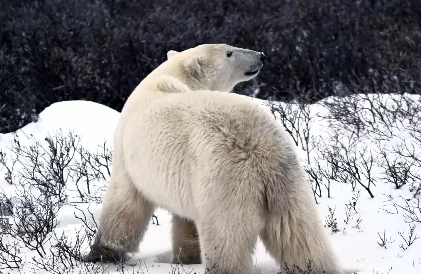 durante o dia, urso branco caminhando em área nevada
