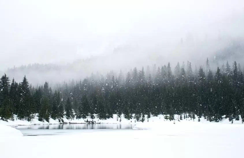 durante dia, névoa sobre montanhas e árvores nevadas