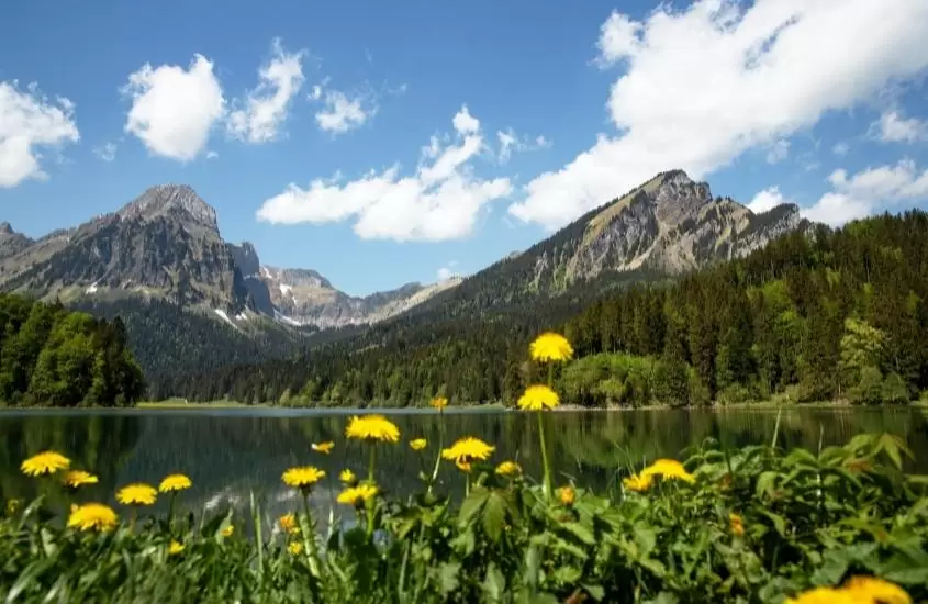 durante o dia, flores amarelas em frente a lago e, ao fundo, grandes montanhas