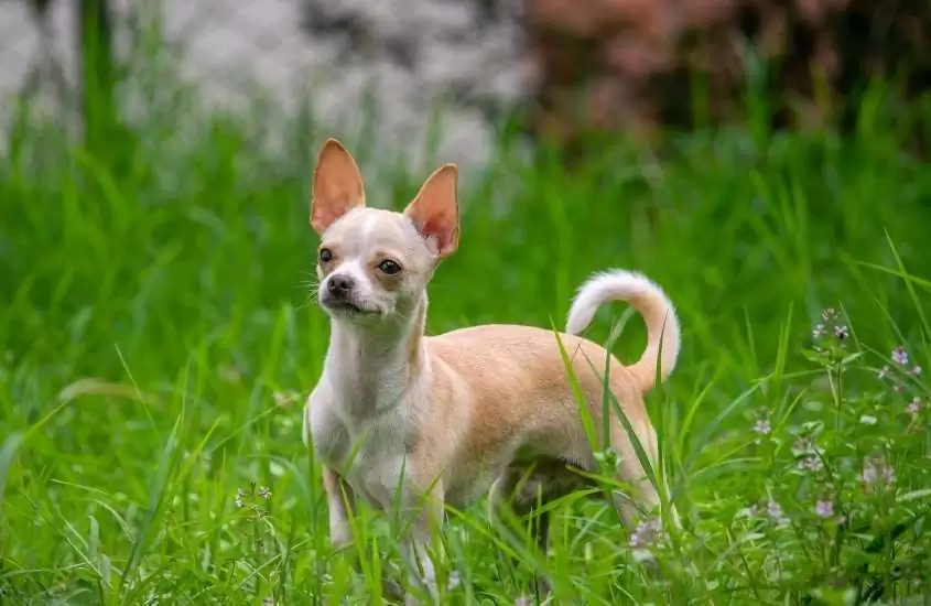 durante o dia, chihuahua, cachorro da cultura do méxico, caminhando em gramado