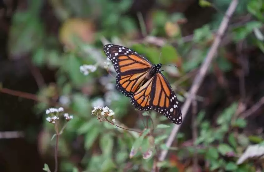 durante o dia, borboleta-monarca em cima de planta
