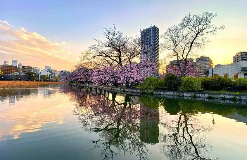 durante entardecer, árvores ao redor de rio em parque ueno, atração para quem busca o que fazer em Tokyo