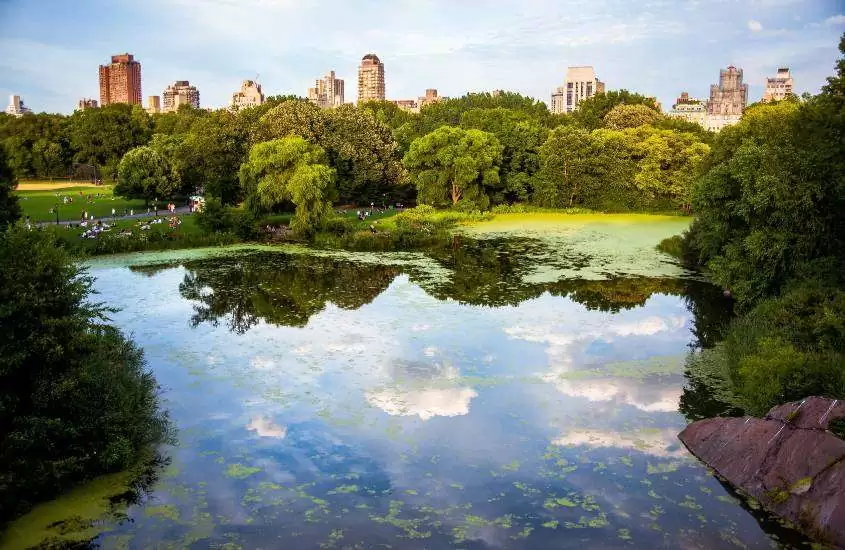 durante o dia árvores ao redor de lago em central park, um dos pontos turísticos de Nova York