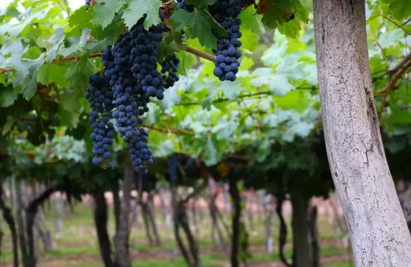 durante o dia, uvas roxas em videira em região das vinícolas, lugar onde se hospedar em mendoza