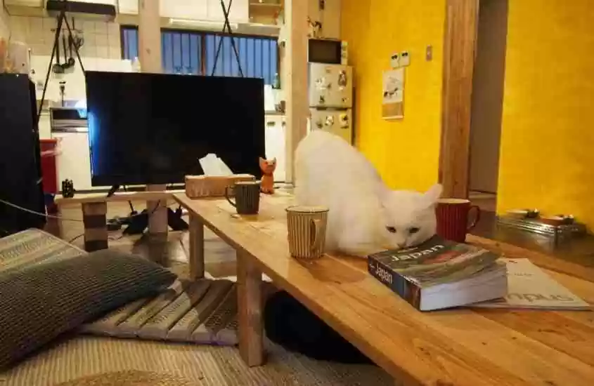 gato branco deitado em cima de mesa de madeira em sala de estar de hotel no japão