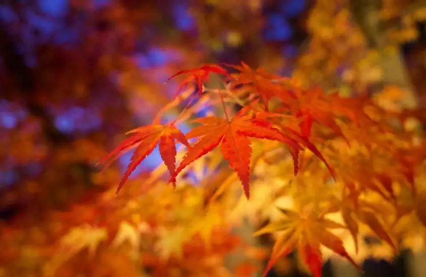 durante o dia, folhas vermelhas, durante outono no Japão