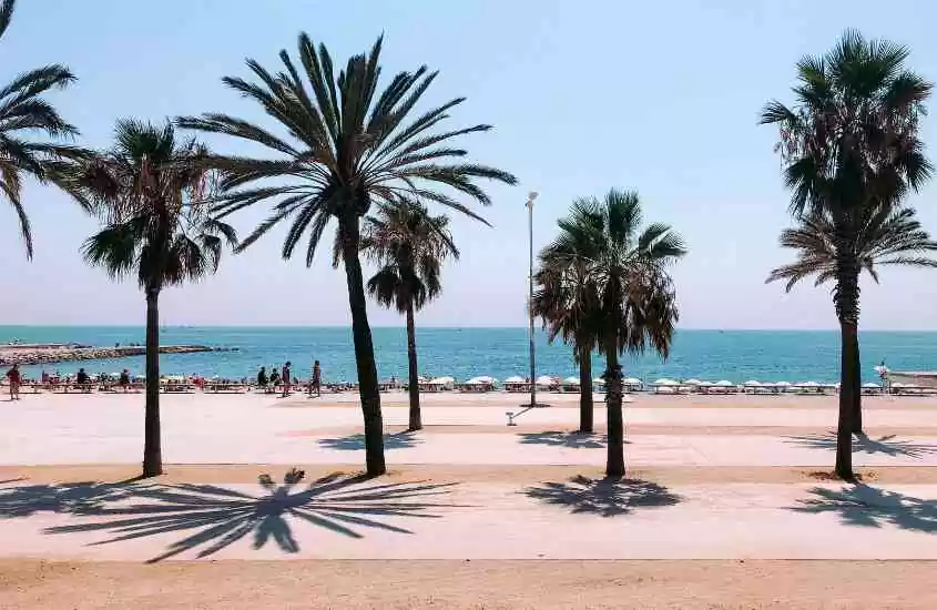 durante dia ensolarado, coqueiros em frente ao mar em praia, um dos melhores passeios em Barcelona