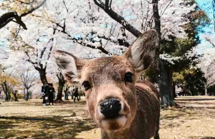 durante o dia, cervo olhando para câmera, em parque cheio de cerejeiras