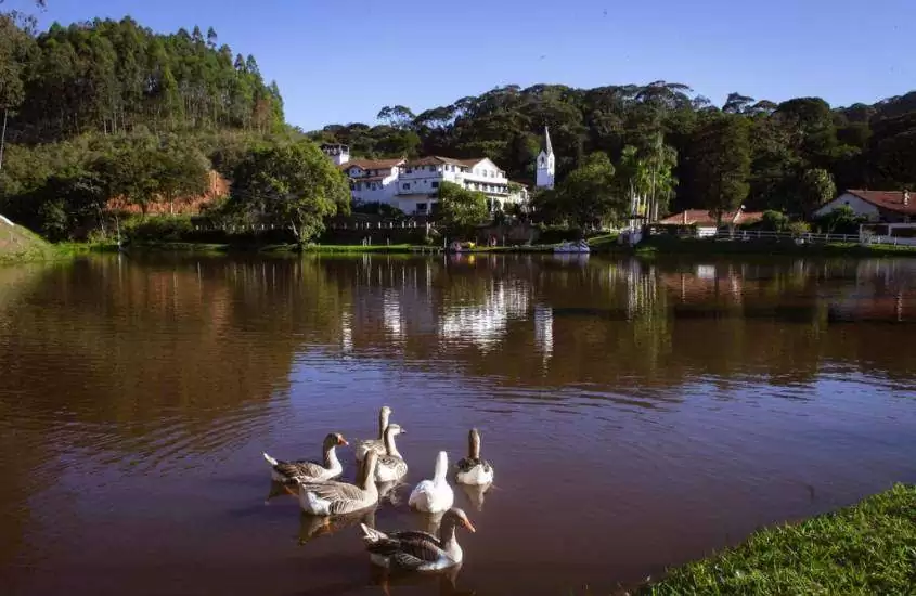 durante o dia, cisnes em lago rodeado por árvores em um dos hotéis fazenda perto do Rio de Janeiro