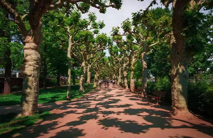 durante o dia, corredor de árvores em Nizza Park, um lugar para quem busca o que fazer em frankfurt