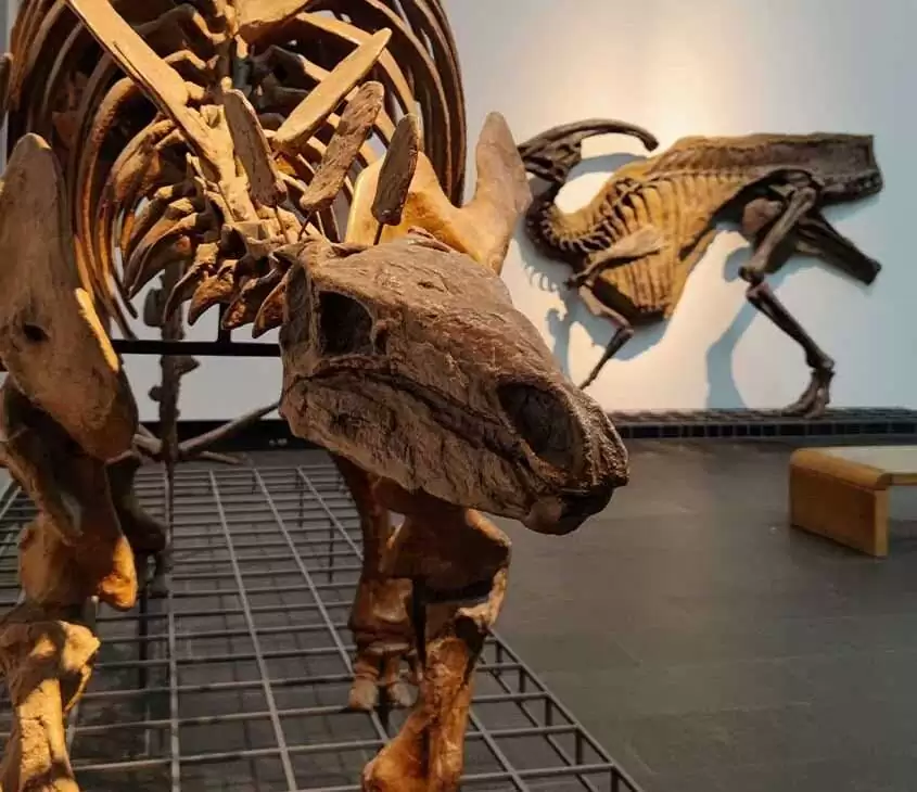 fósseis de dinossauros em exposição em museu
