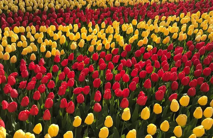 Grande plantação de tulipas amarelas e vermelhas em Jardins de Keukenhof, um dos principais pontos turísticos da holanda