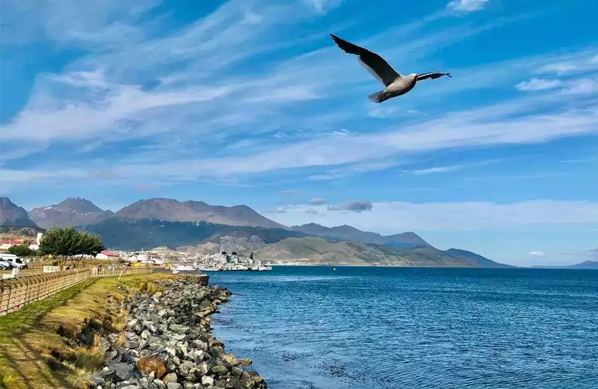 pássaro voando sobre o mar em Parque Nacional Tierra del Fuego, um lugar para quem busca o que fazer em Ushuaia