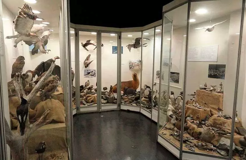 Exposição interna de animais empalhados em museu de Ushuaia