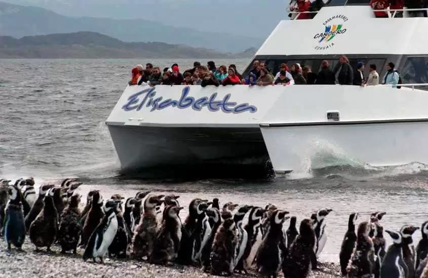 Durante o dia, turistas em catamarã no observando pinguins às margens de mar