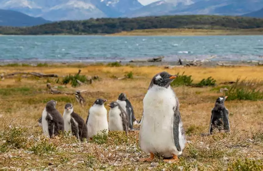 durante o dia, diversos pinguins em gramado às margens do mar