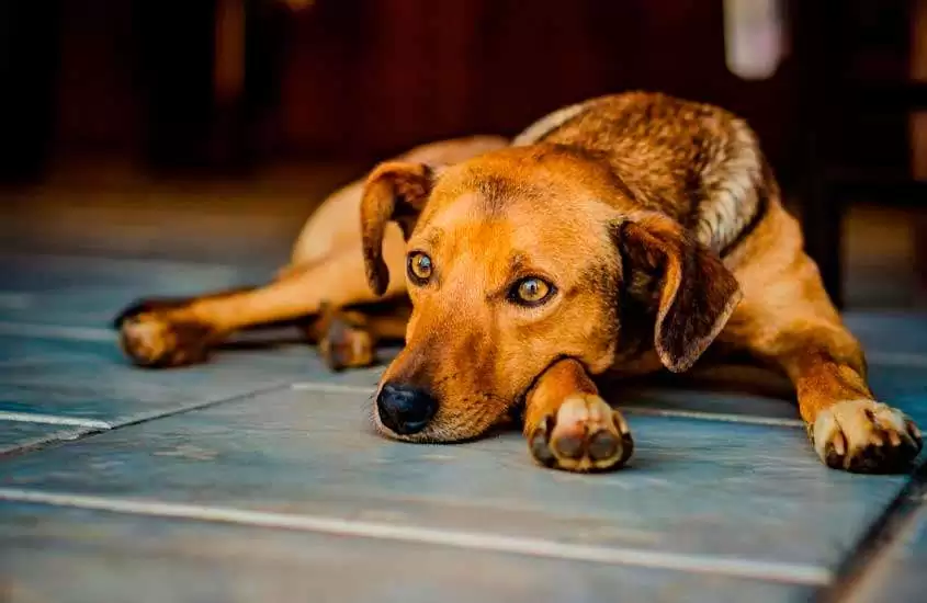 Durante o dia, cachorro caramelo deitado no chão em um hotel fazenda pet friendly sul de minas