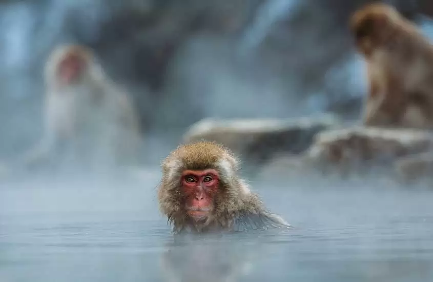 Macacos dentro e ao redor de lago em Parque dos Macacos da Neve, um dos principais pontos turísticos do japão