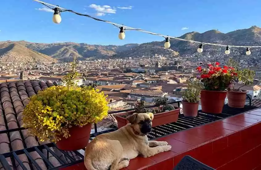 Em um dia de sol, terraço de um dos melhores hostels em Cusco com cachorro, plantas e vista da cidade