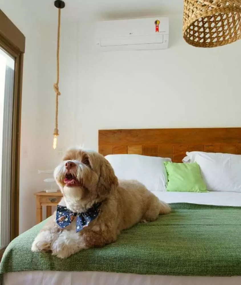 Quarto de hotel com cama de casal, luminária, cachorro deitado na cama e janela ao lado